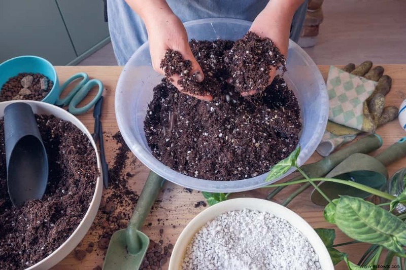 Cómo cultivar calabaza moscada en contenedores
