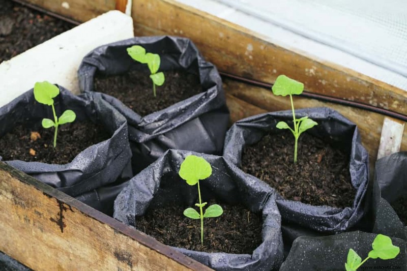 Cómo cultivar calabaza moscada en contenedores