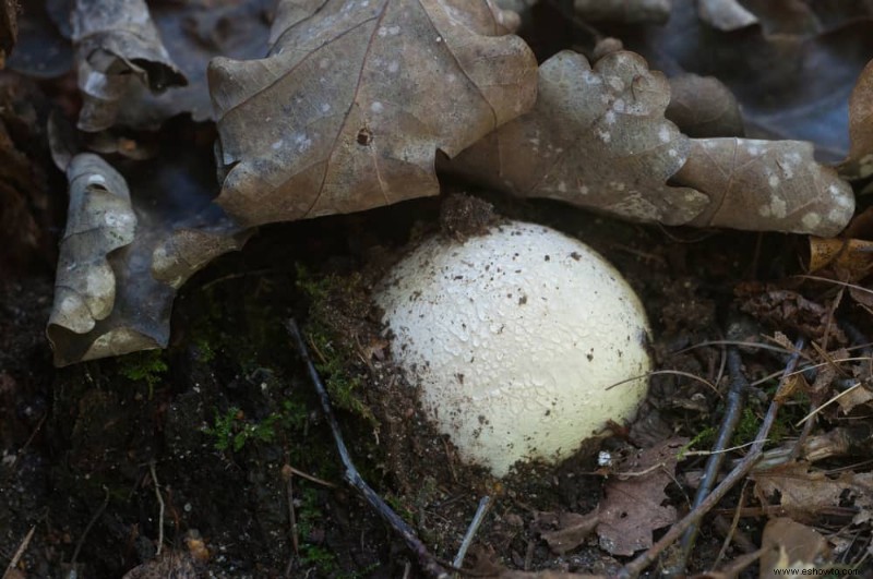 Por qué crecen bolas blancas de hongos en la tierra para macetas