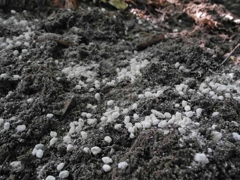 Por qué crecen bolas blancas de hongos en la tierra para macetas