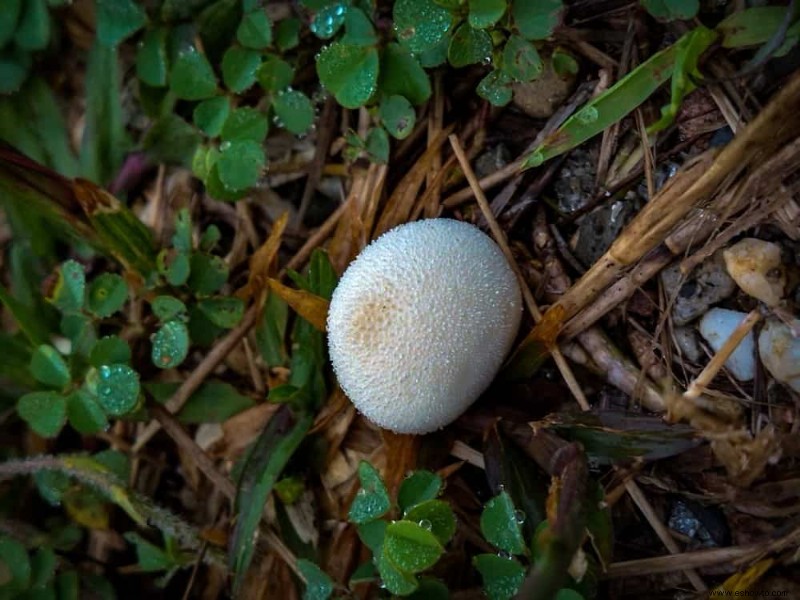 Por qué crecen bolas blancas de hongos en la tierra para macetas