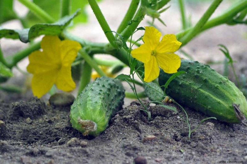 9 plantas complementarias para guisantes