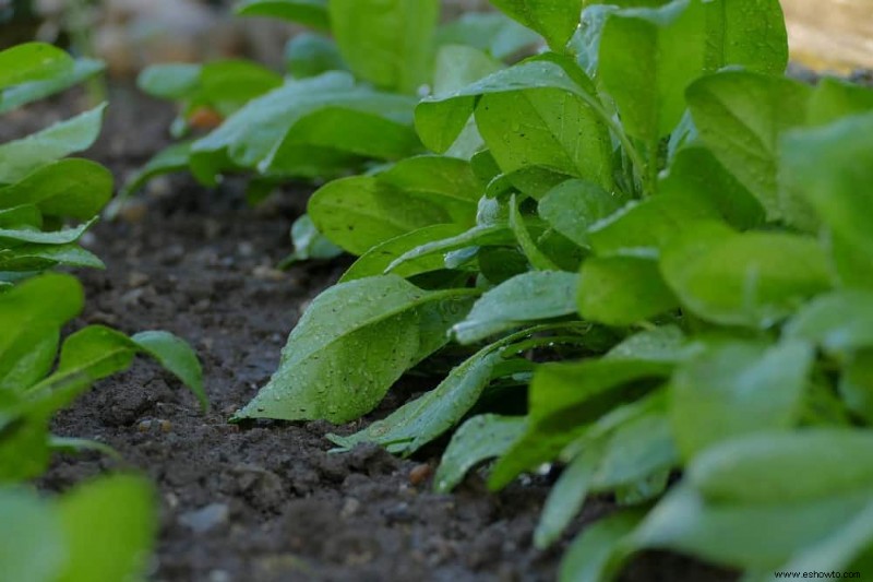 9 plantas complementarias para guisantes