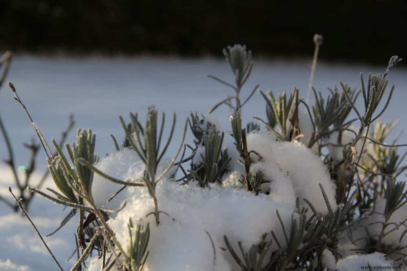 5 errores comunes en el cultivo de lavanda que se deben evitar