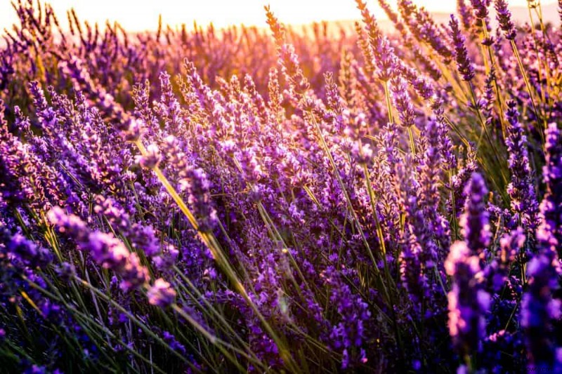 5 errores comunes en el cultivo de lavanda que se deben evitar