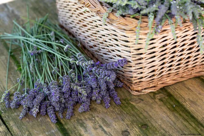 5 errores comunes en el cultivo de lavanda que se deben evitar