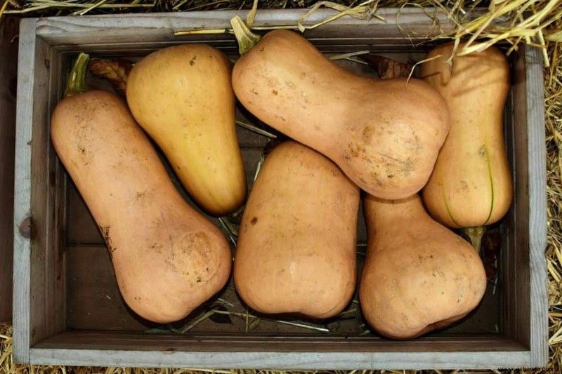 ¿Cuándo debe comenzar a preparar su jardín para el otoño?