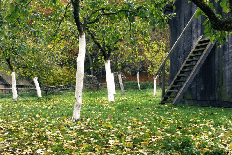 ¿Cuándo debe comenzar a preparar su jardín para el otoño?