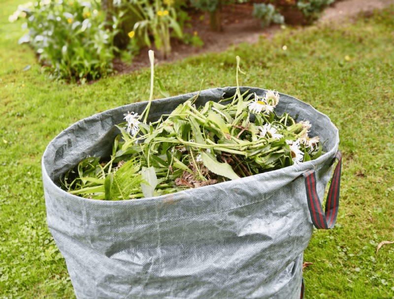 ¿Cuándo debe comenzar a preparar su jardín para el otoño?