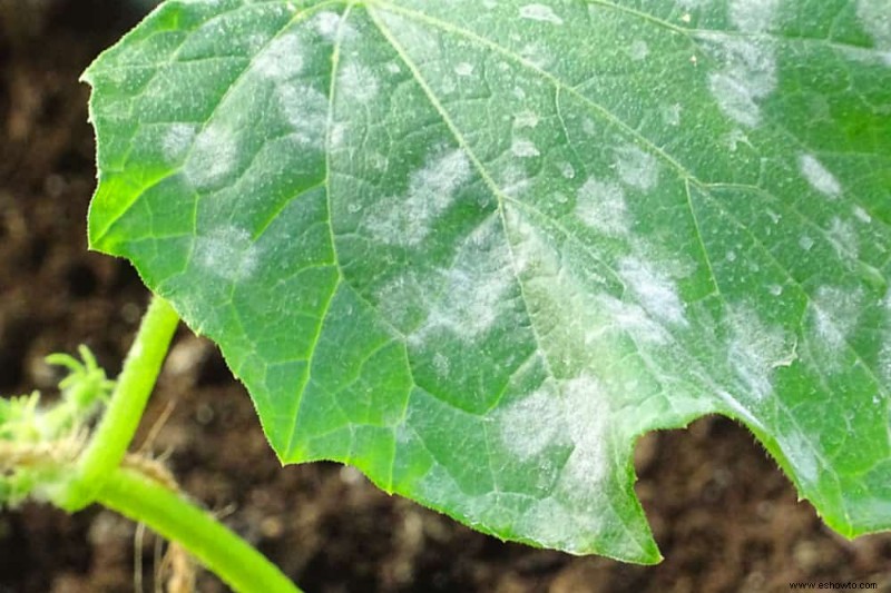 Por qué las hojas de calabacín se vuelven blancas