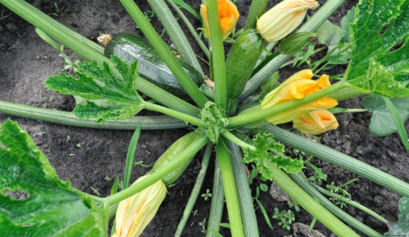 Por qué las hojas de calabacín se vuelven blancas