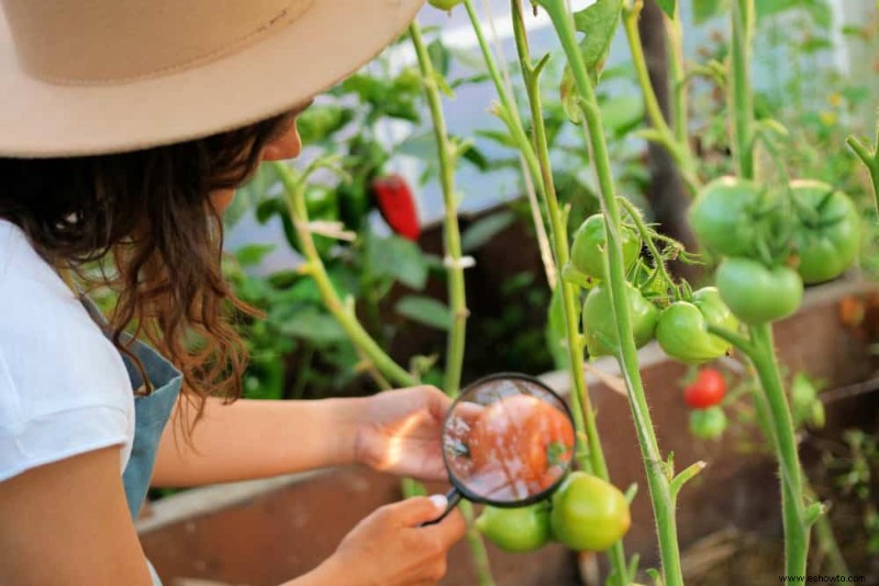 Por qué los tomates tienen la piel dura