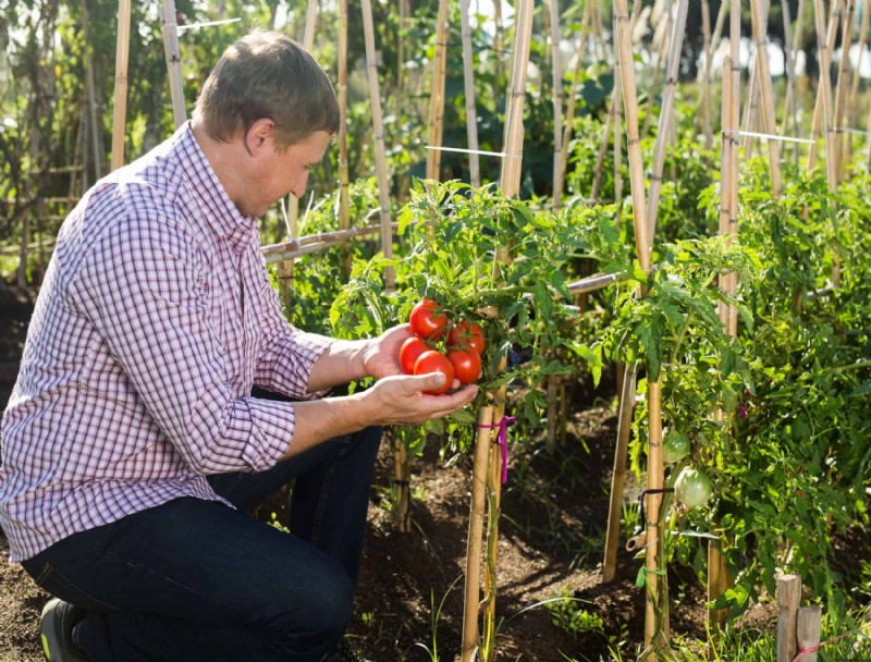 Por qué los tomates tienen la piel dura