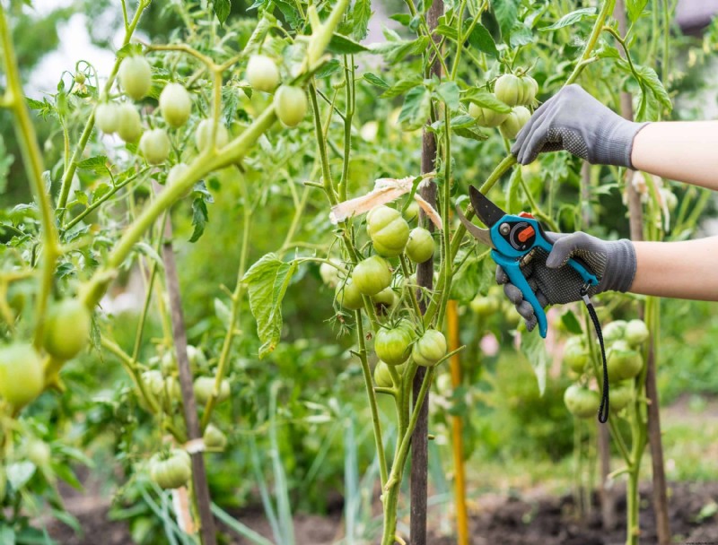 Por qué los tomates tienen la piel dura