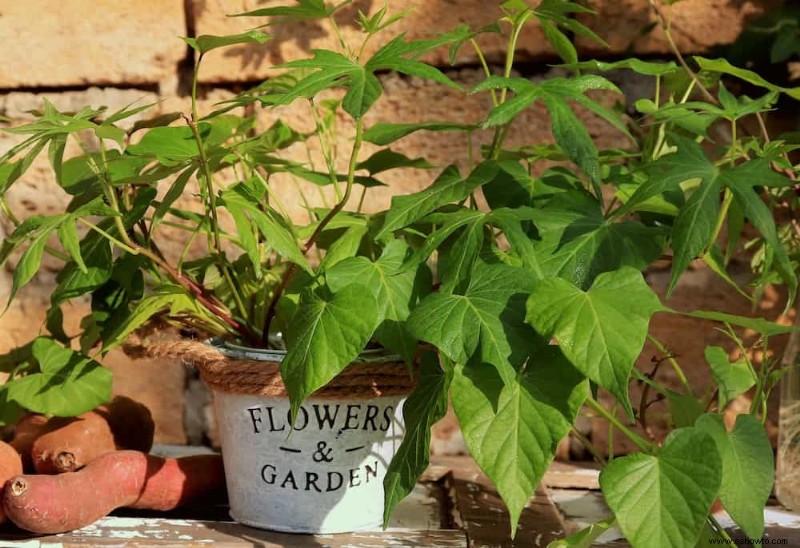 Cómo preparar la tierra para la jardinería en macetas