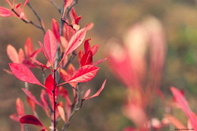 7 tipos de cerezos que puedes cultivar en tu jardín