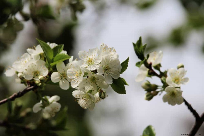 7 tipos de cerezos que puedes cultivar en tu jardín