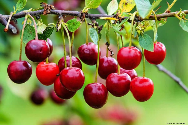 7 tipos de cerezos que puedes cultivar en tu jardín