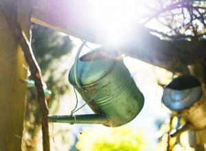 11 Consejos Expertos para Maximizar la Cosecha de Bayas en Tu Jardín