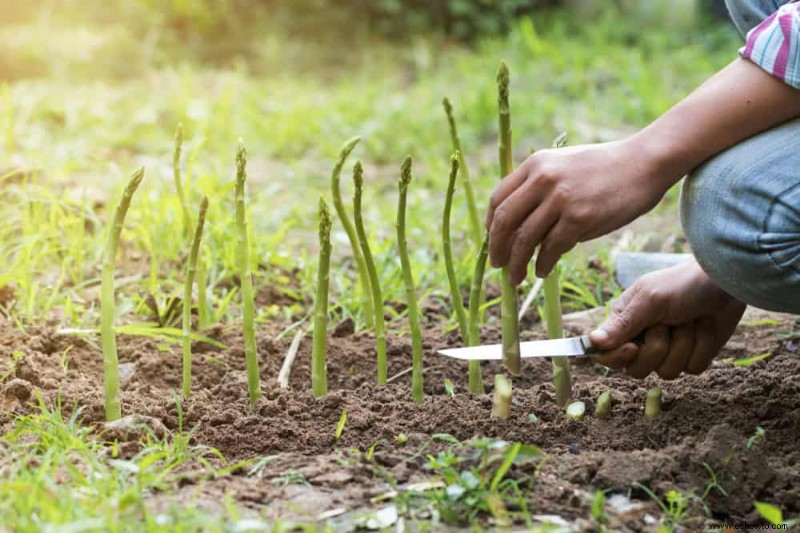 3 vegetales perennes que debes cultivar