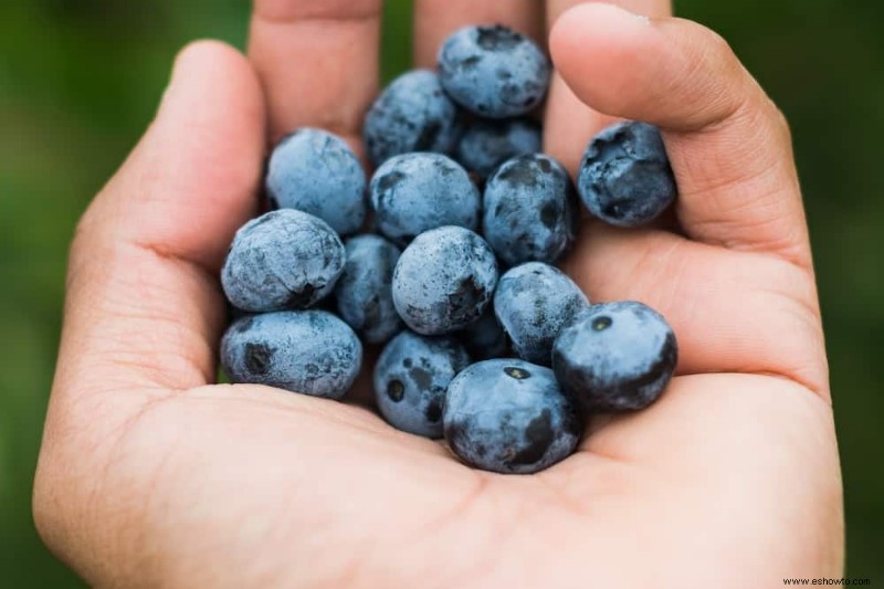 Las mejores frutas y verduras para cosechar en agosto