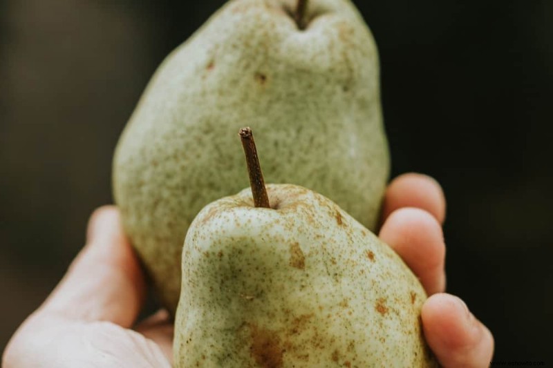 Las mejores frutas y verduras para cosechar en agosto