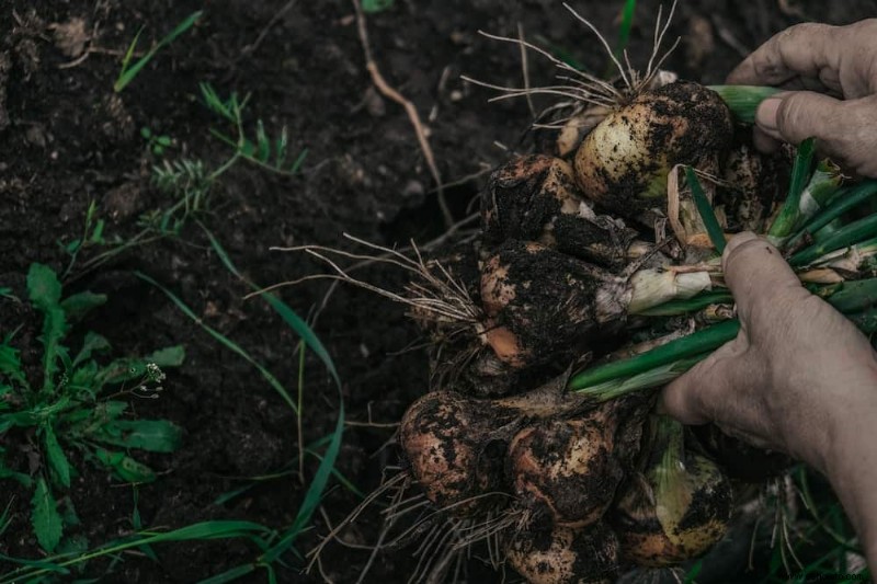 Las mejores frutas y verduras para cosechar en agosto