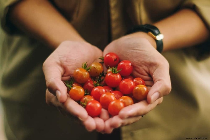 Las mejores frutas y verduras para cosechar en agosto