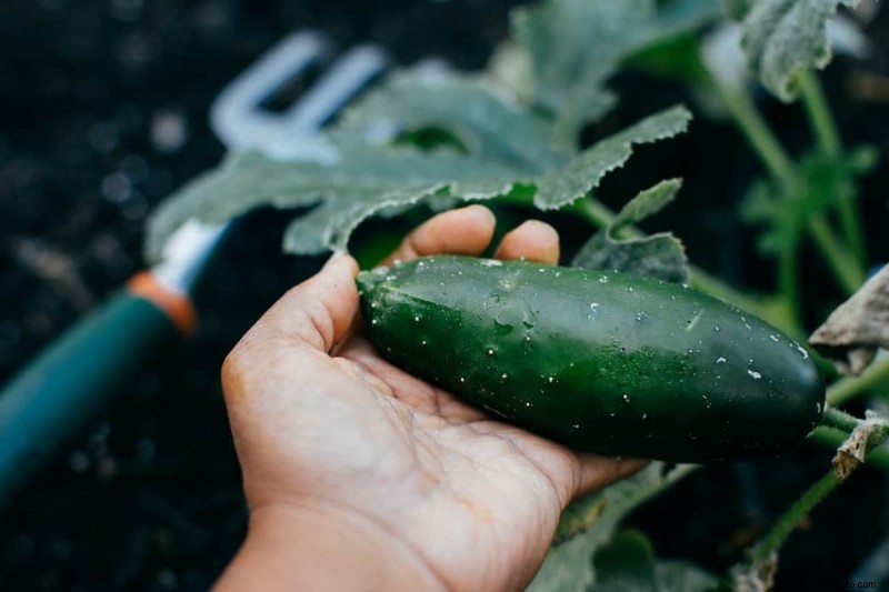 Las mejores frutas y verduras para cosechar en agosto