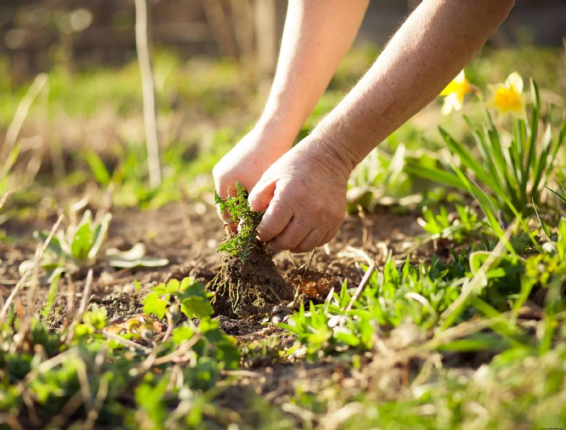 Cómo hacer la transición de su jardín de verano al otoño