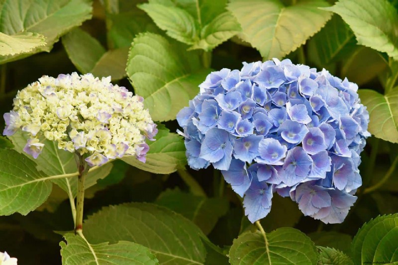 Cómo secar flores de hortensia para una decoración hogareña encantadora