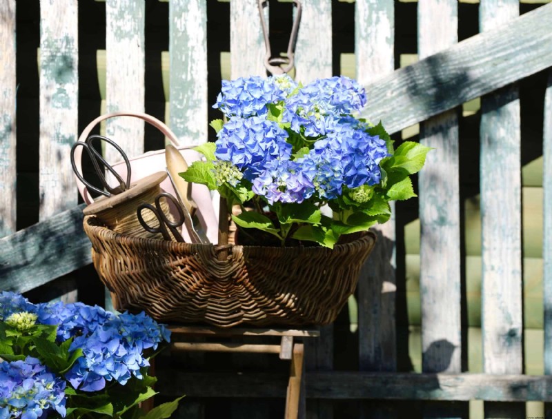 Cómo secar flores de hortensia para una decoración hogareña encantadora