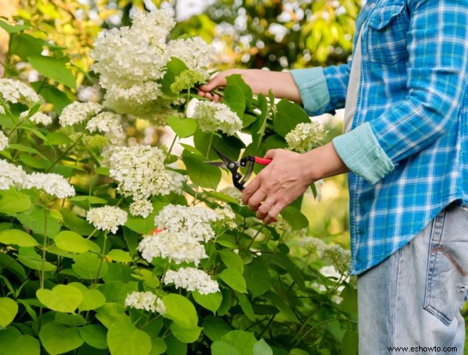 Cómo secar flores de hortensia para una decoración hogareña encantadora