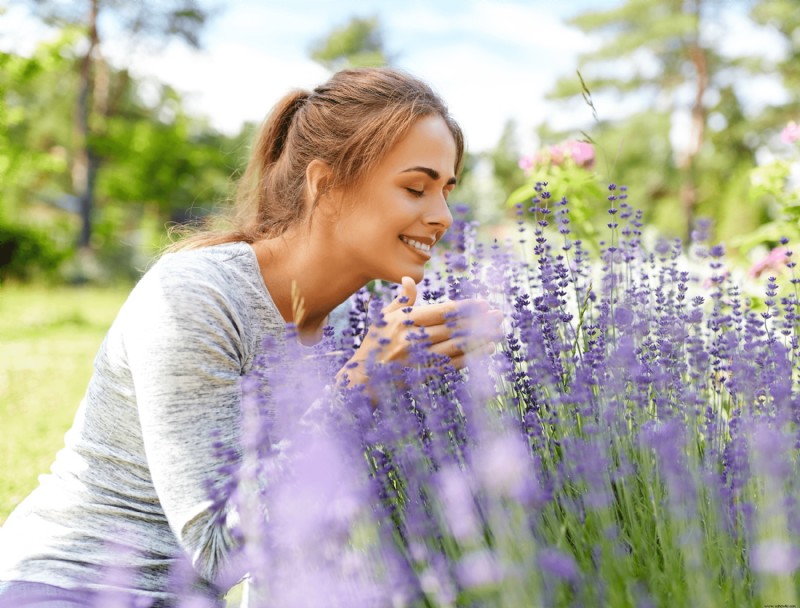 7 razones por las que tu lavanda no florece