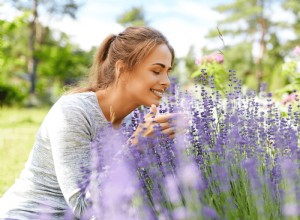 7 Razones por las que tu lavanda no florece y cómo solucionarlo