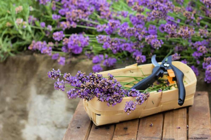 7 razones por las que tu lavanda no florece