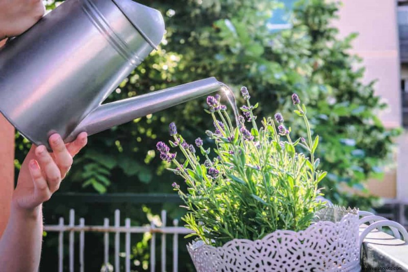 7 razones por las que tu lavanda no florece