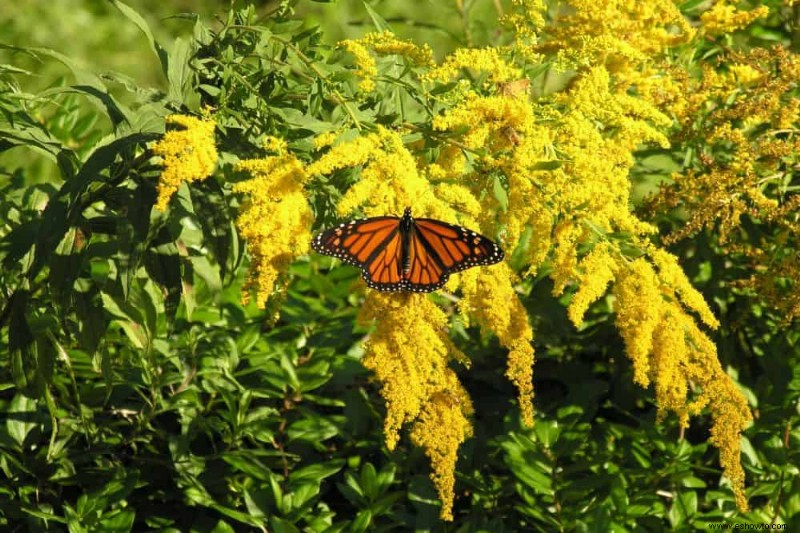 6 hermosas flores de otoño para agregar a su paisaje