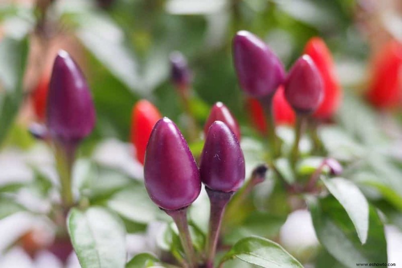 6 hermosas flores de otoño para agregar a su paisaje