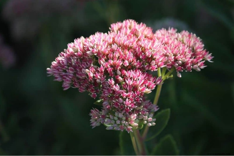 6 hermosas flores de otoño para agregar a su paisaje