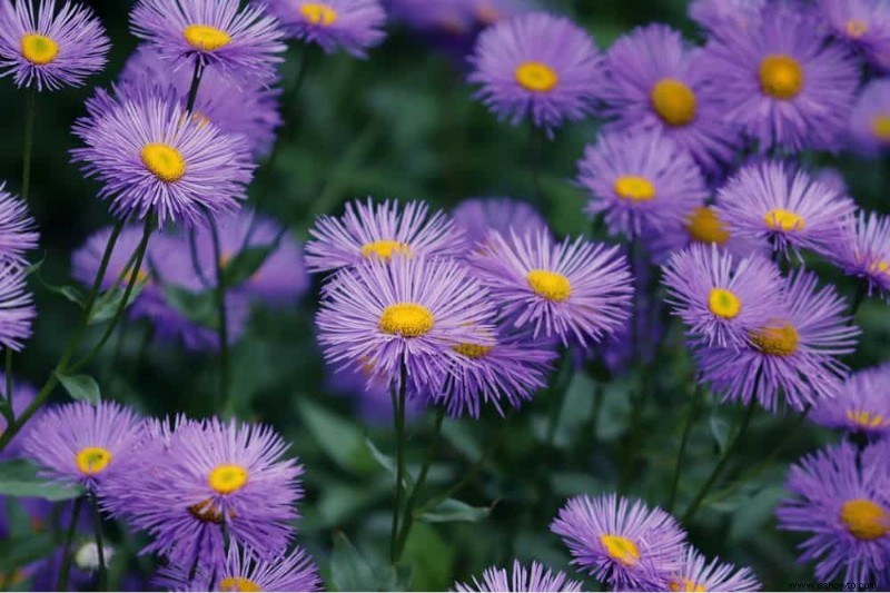 6 hermosas flores de otoño para agregar a su paisaje