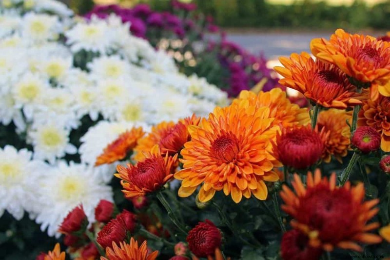 6 hermosas flores de otoño para agregar a su paisaje