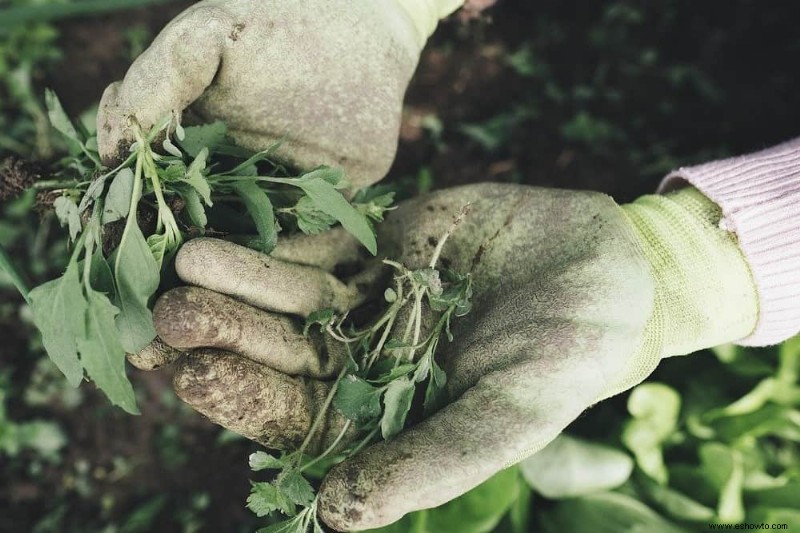 7 consejos para cosechar calabacines con éxito