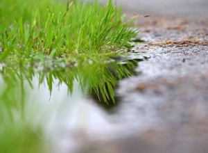 4 Señales de Exceso de Riego en Césped Nuevo: Cómo Detectarlas y Corregirlas
