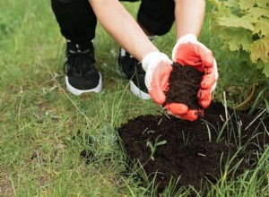 Cuándo y Cómo Agregar Tierra Vegetal a Tu Jardín: Guía Experta para un Suelo Saludable