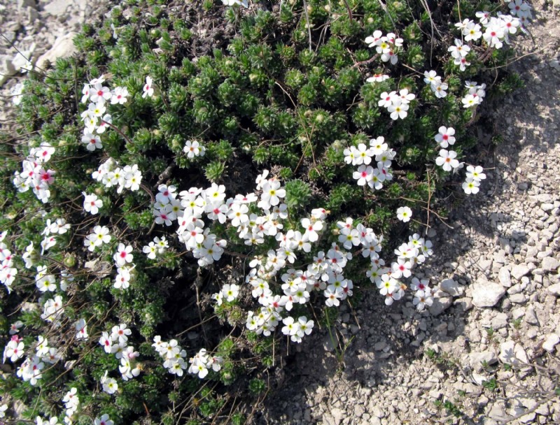 Cuándo necesita agregar tierra a su jardín