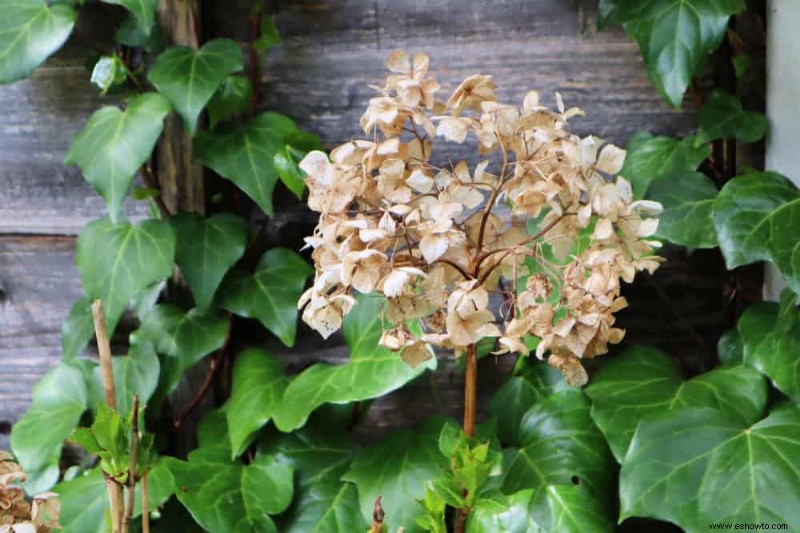 ¿Su hortensia volverá después de demasiada agua?