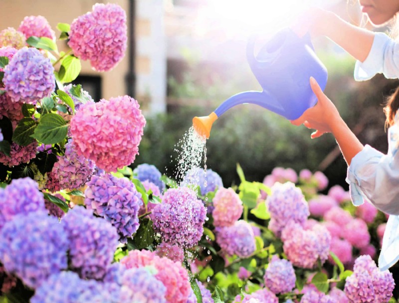 ¿Su hortensia volverá después de demasiada agua?