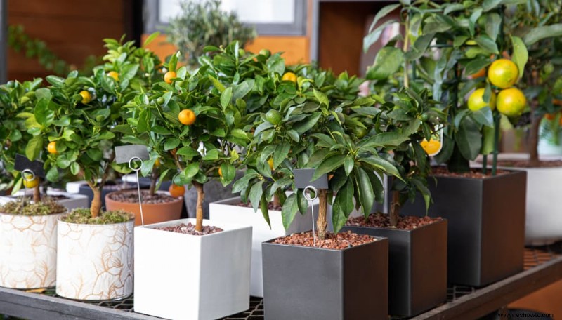 Cómo hacer que las hojas de las plantas de interior brillen con jugo de limón