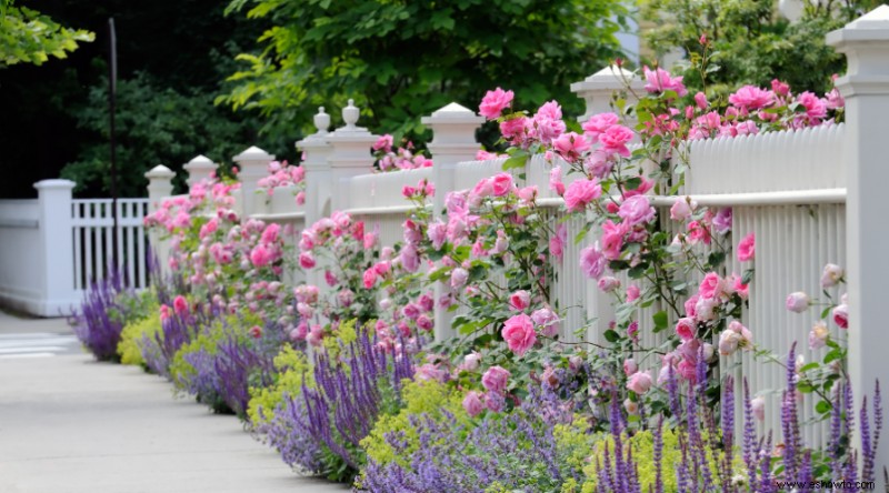 8 plantas acompañantes perennes para rosas
